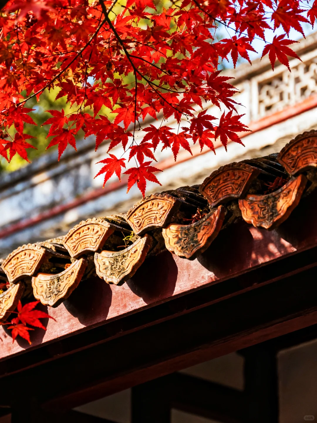 岳麓山的枫叶红了，长沙独有的秋天浪漫！