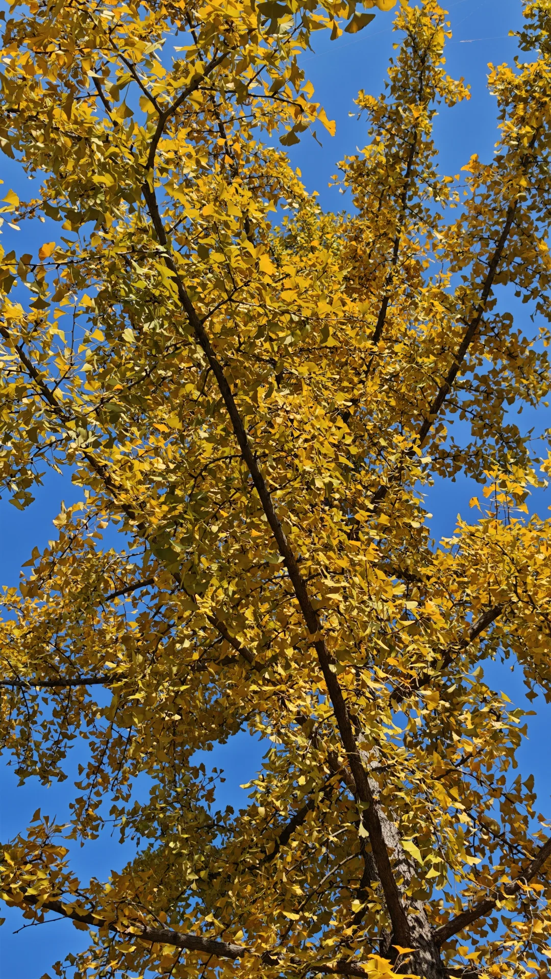 长沙11.14实况，公园的银杏鲨疯了！！