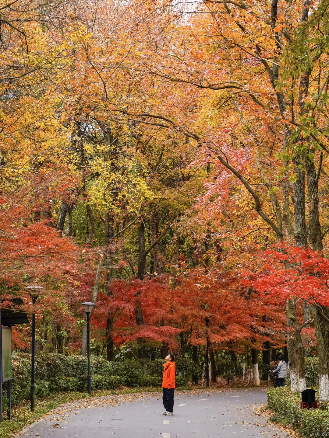 接下来的长沙🍂将迎来属于它的秋日高光时刻