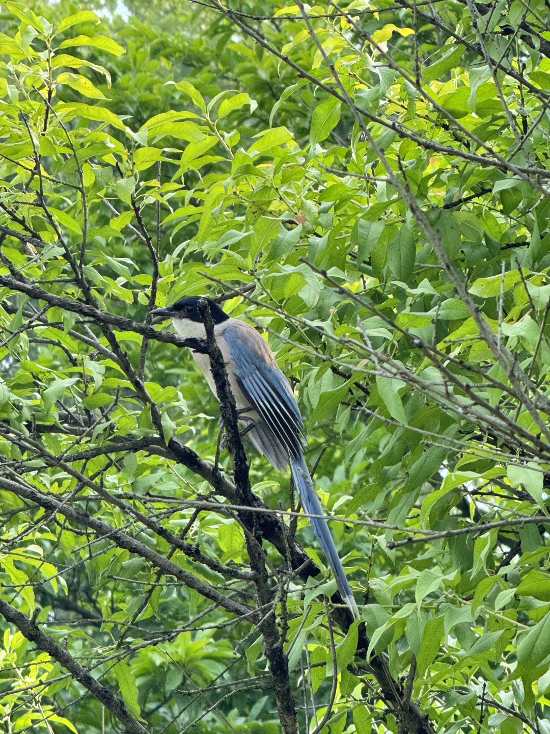 长沙已回！🍊橘子洲避坑指南