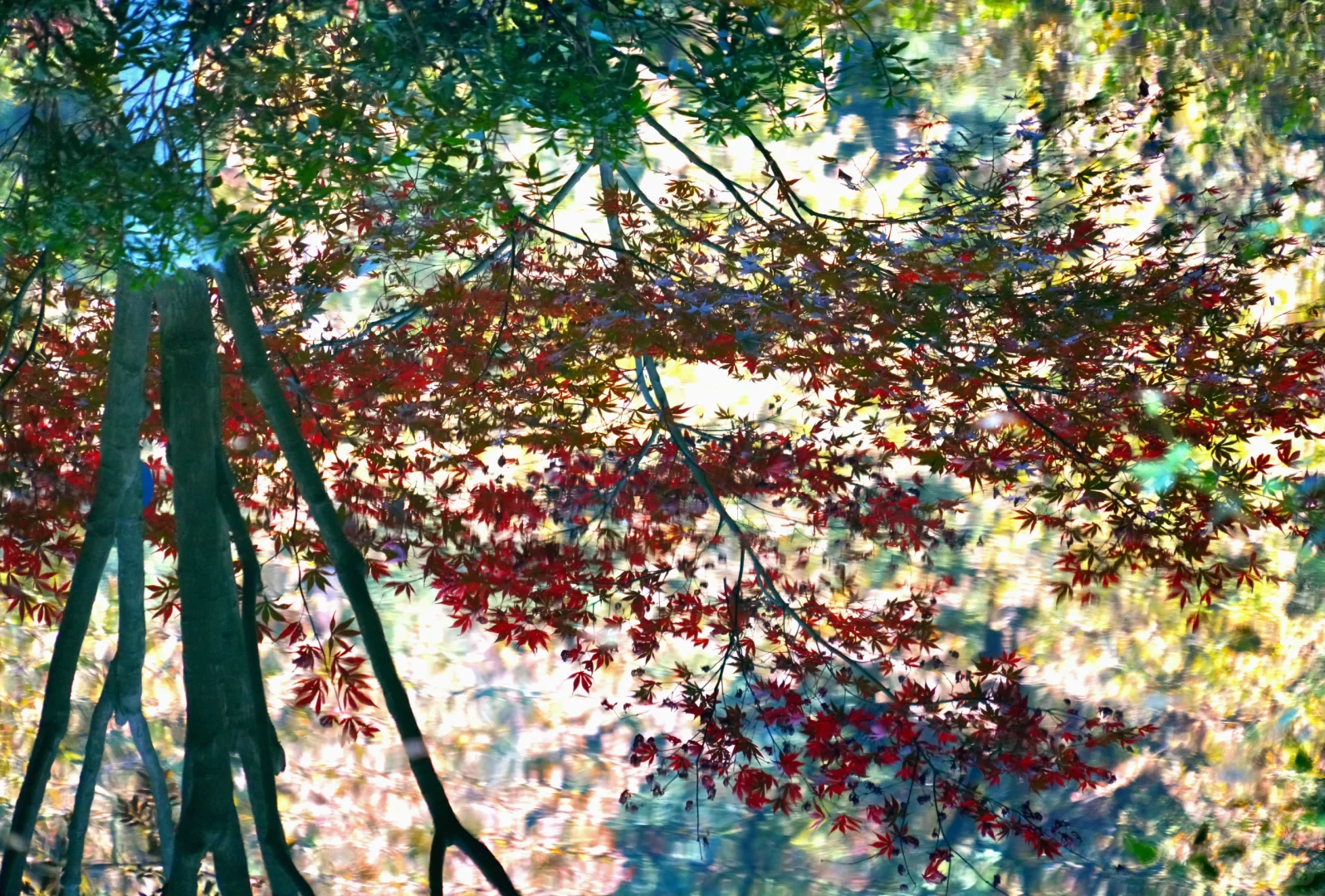 岳麓山｜枫叶季来了！来看长沙的秋日油画