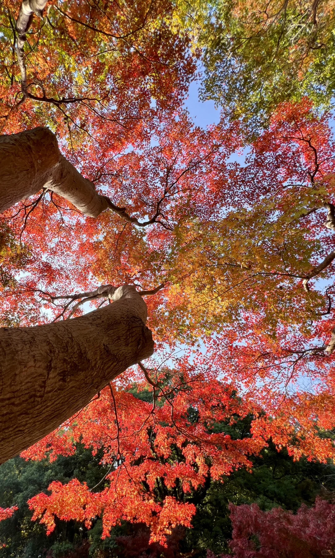 别挤爱晚亭！长沙这里的红枫即将美到封神😭