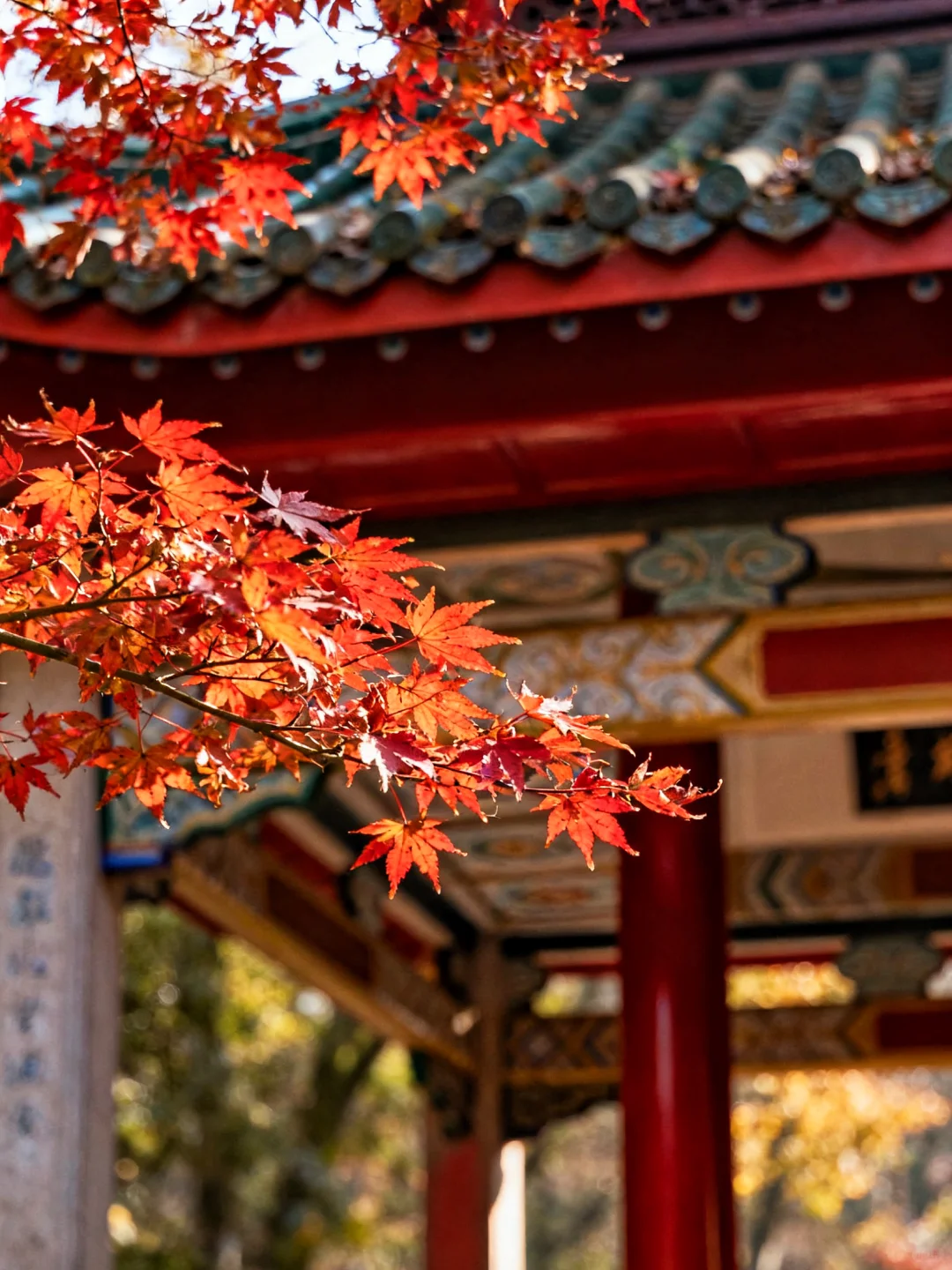 岳麓山的枫叶红了，长沙独有的秋天浪漫！