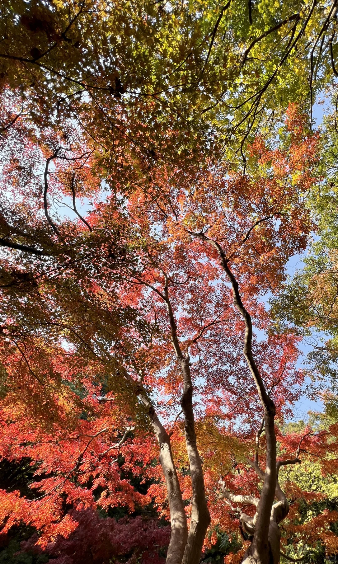 别挤爱晚亭！长沙这里的红枫即将美到封神😭