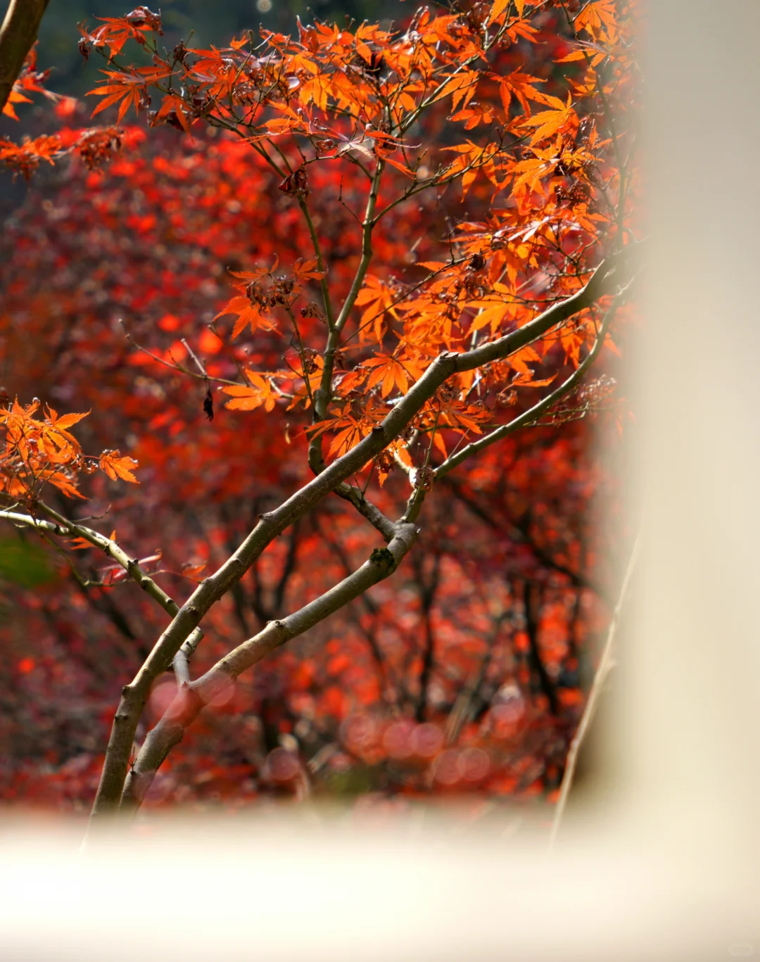 岳麓山｜枫叶季来了！来看长沙的秋日油画