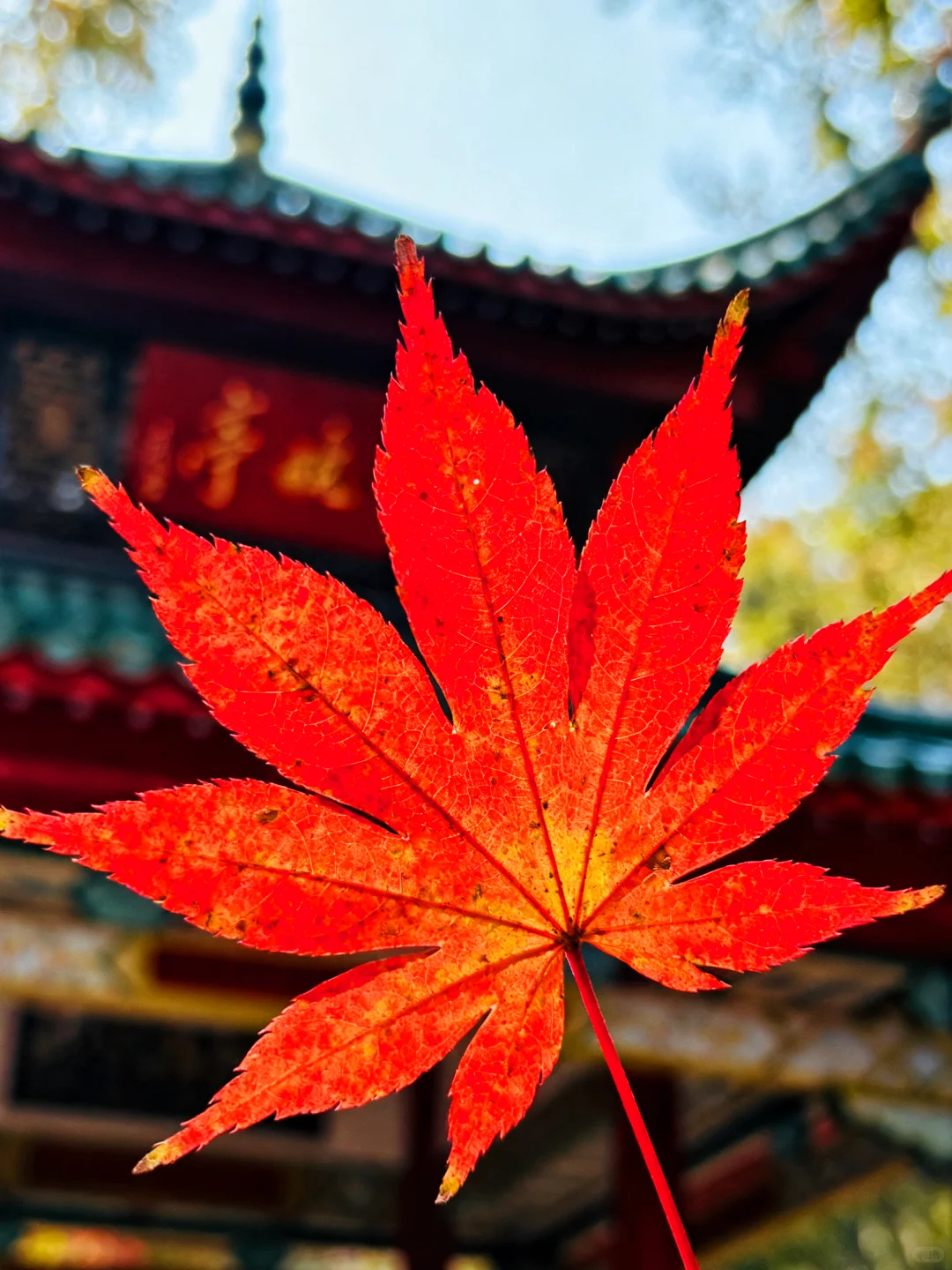 岳麓山的枫叶红了，长沙独有的秋天浪漫！