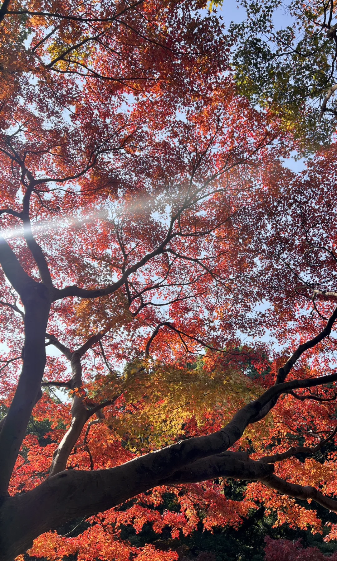 别挤爱晚亭！长沙这里的红枫即将美到封神😭