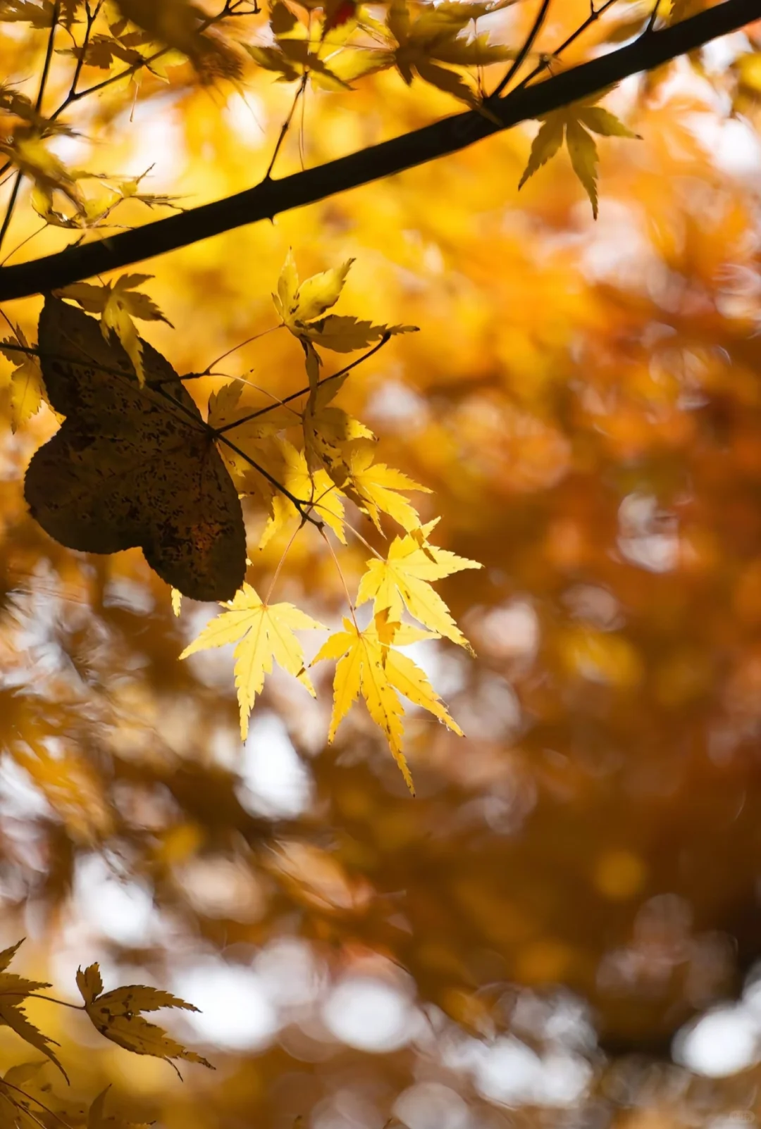 本地人私藏后花园，外地游客必打卡文化地标