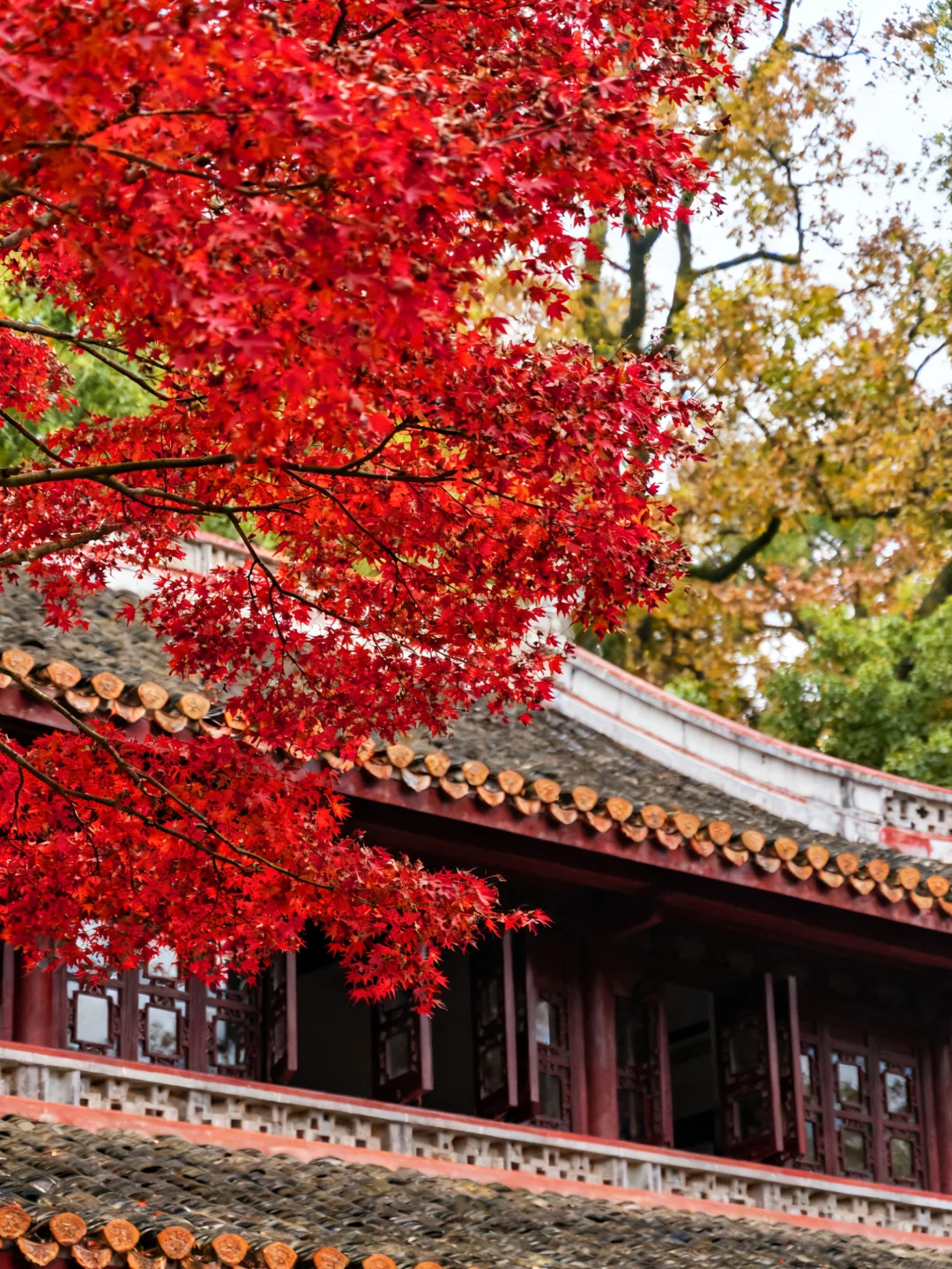 岳麓山的枫叶红了，长沙独有的秋天浪漫！