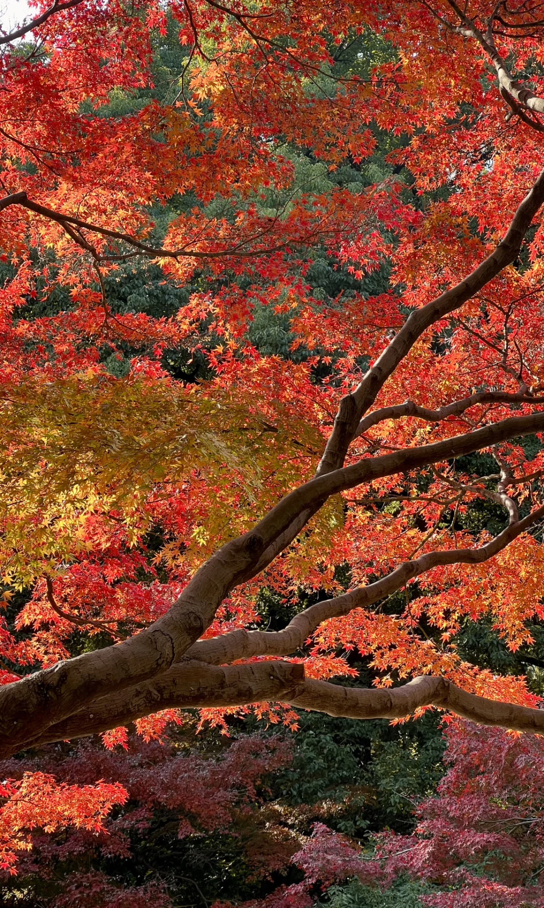 别挤爱晚亭！长沙这里的红枫即将美到封神😭