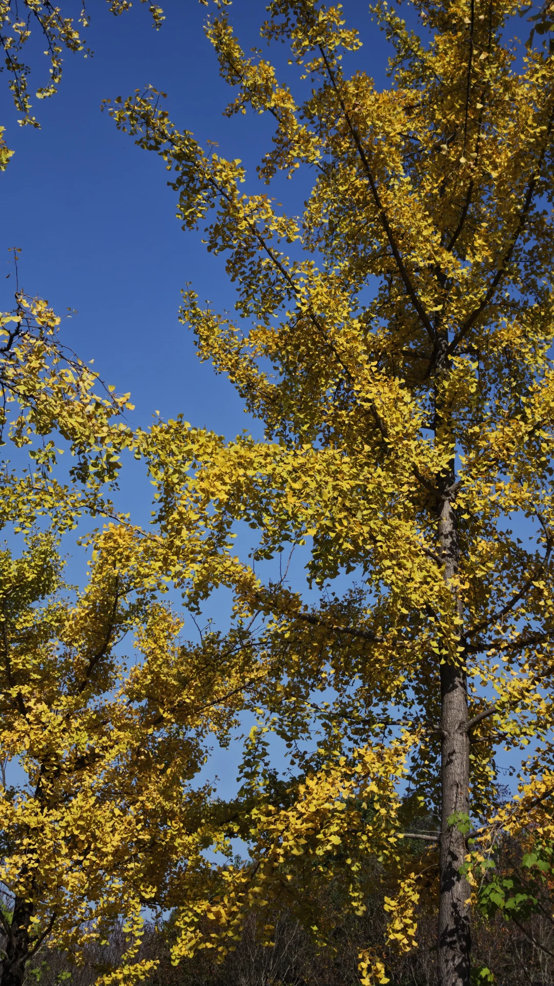 长沙11.14实况，公园的银杏鲨疯了！！