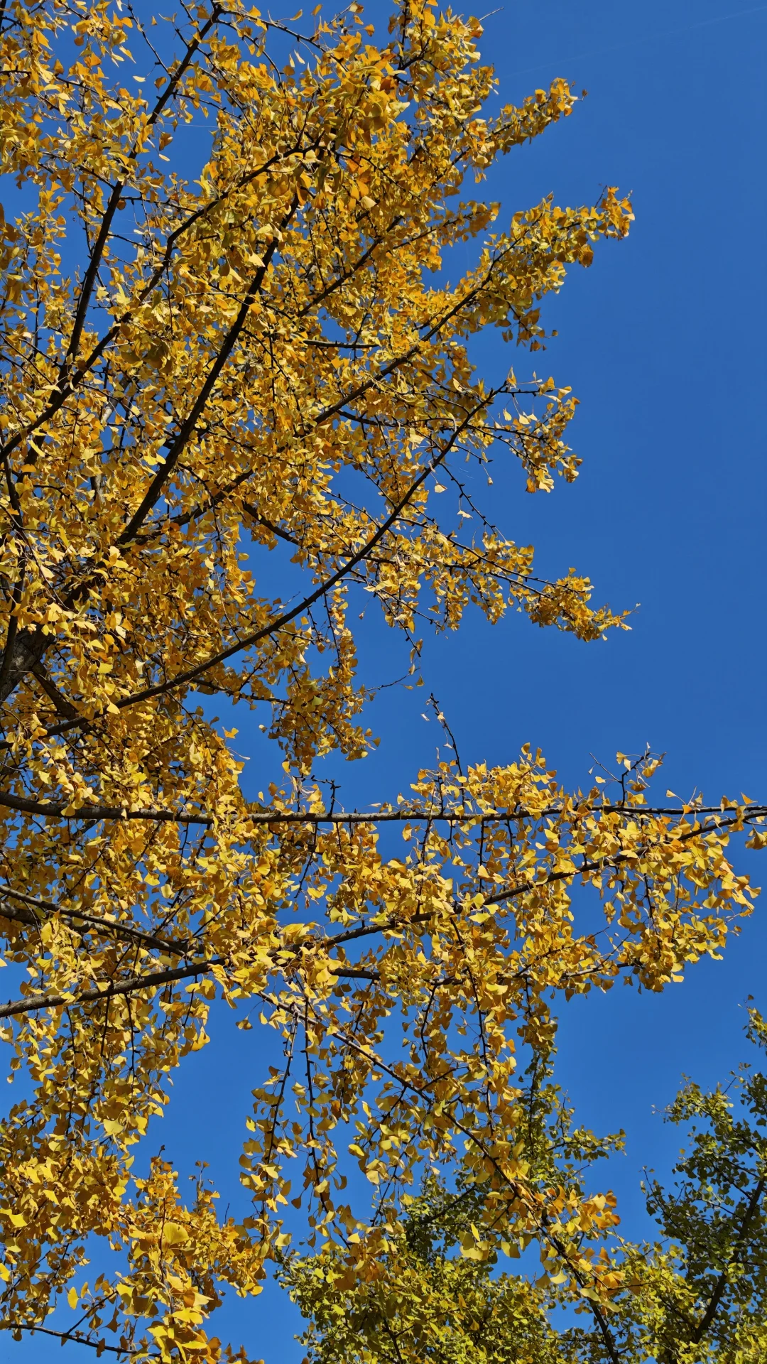 长沙11.14实况，公园的银杏鲨疯了！！