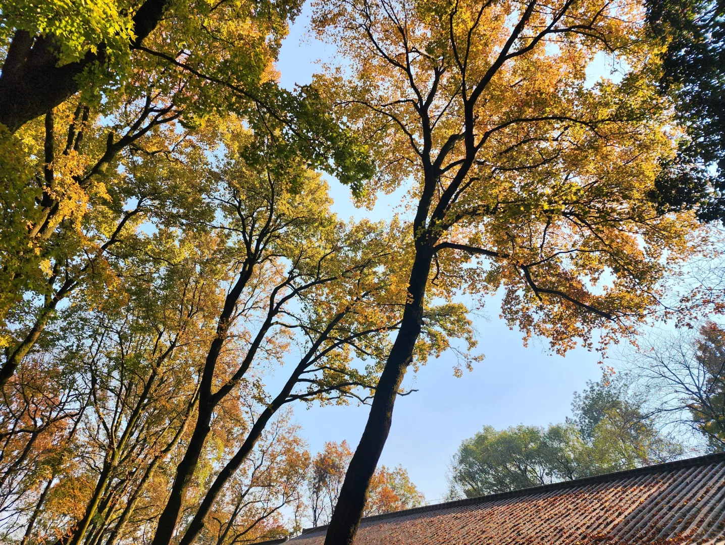 岳麓山｜枫叶季来了！来看长沙的秋日油画