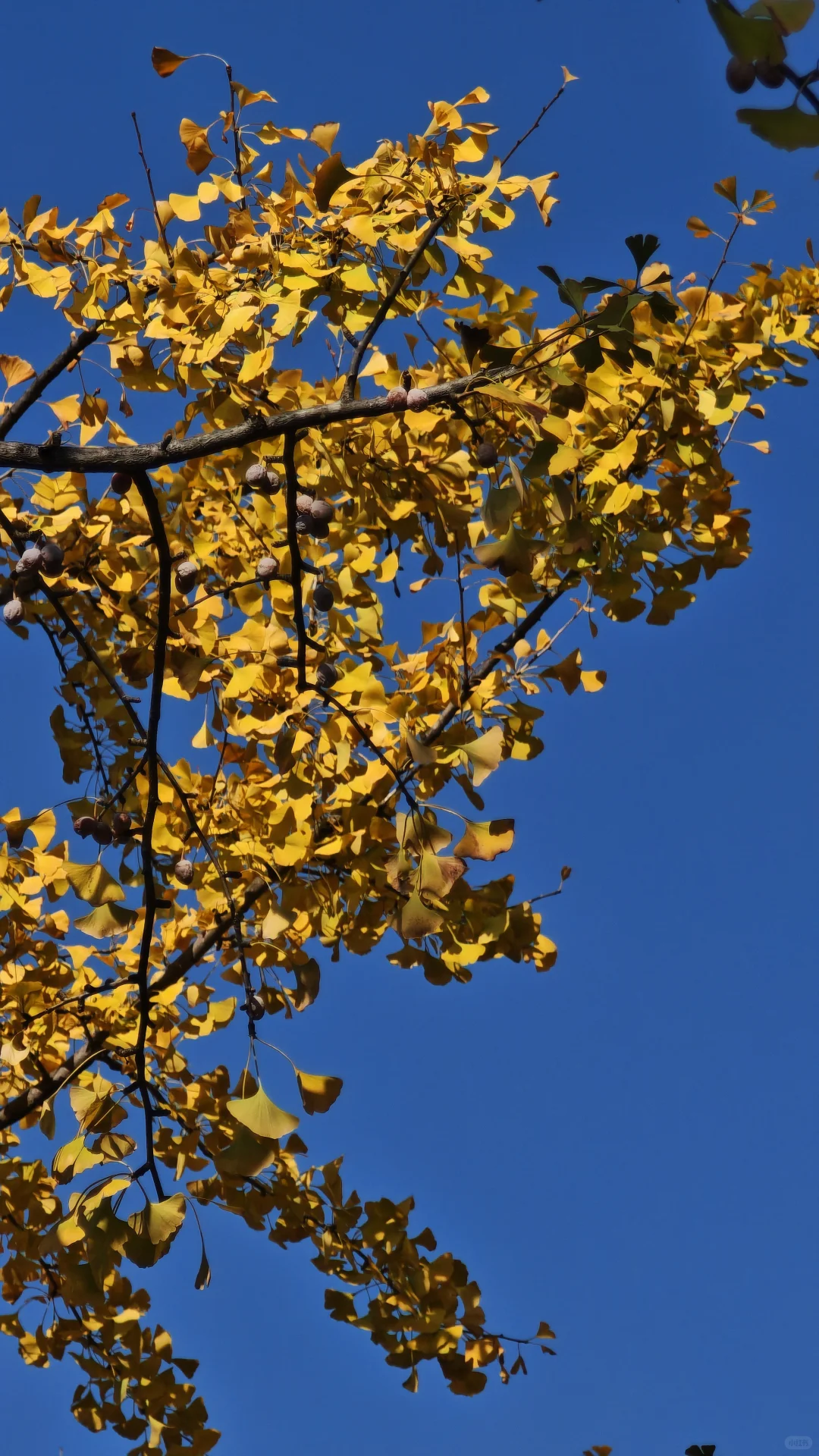 长沙11.14实况，公园的银杏鲨疯了！！