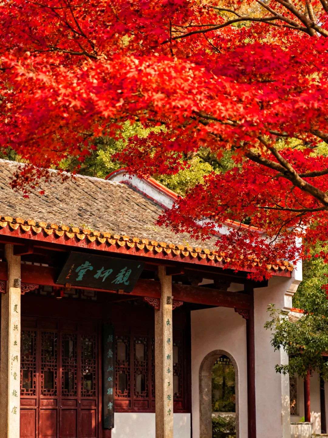 岳麓山的枫叶红了，长沙独有的秋天浪漫！