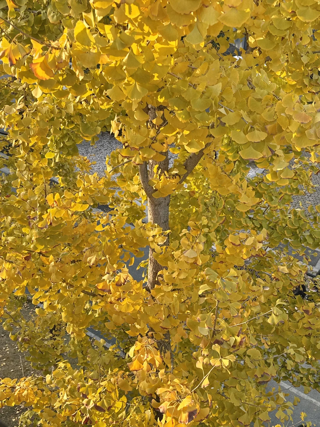 接下来的长沙，比想象中的还要美（附打卡攻略