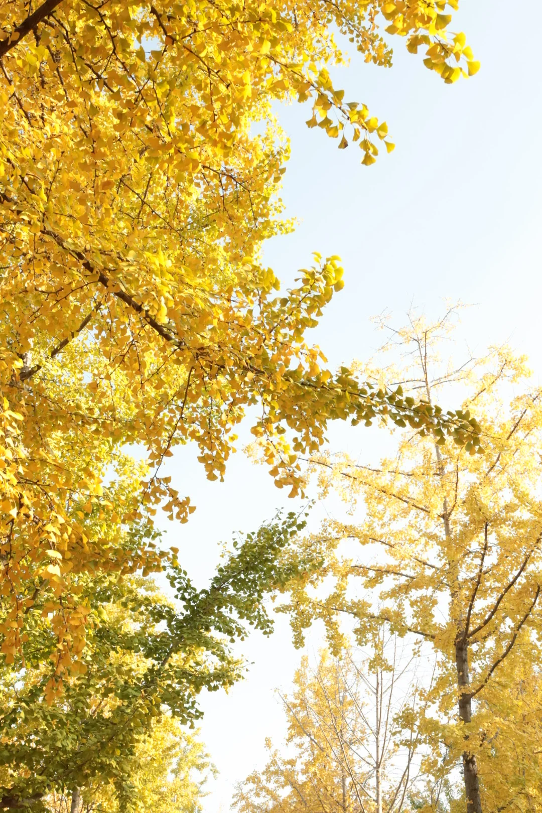 后滑看常德除了银杏还有什么？