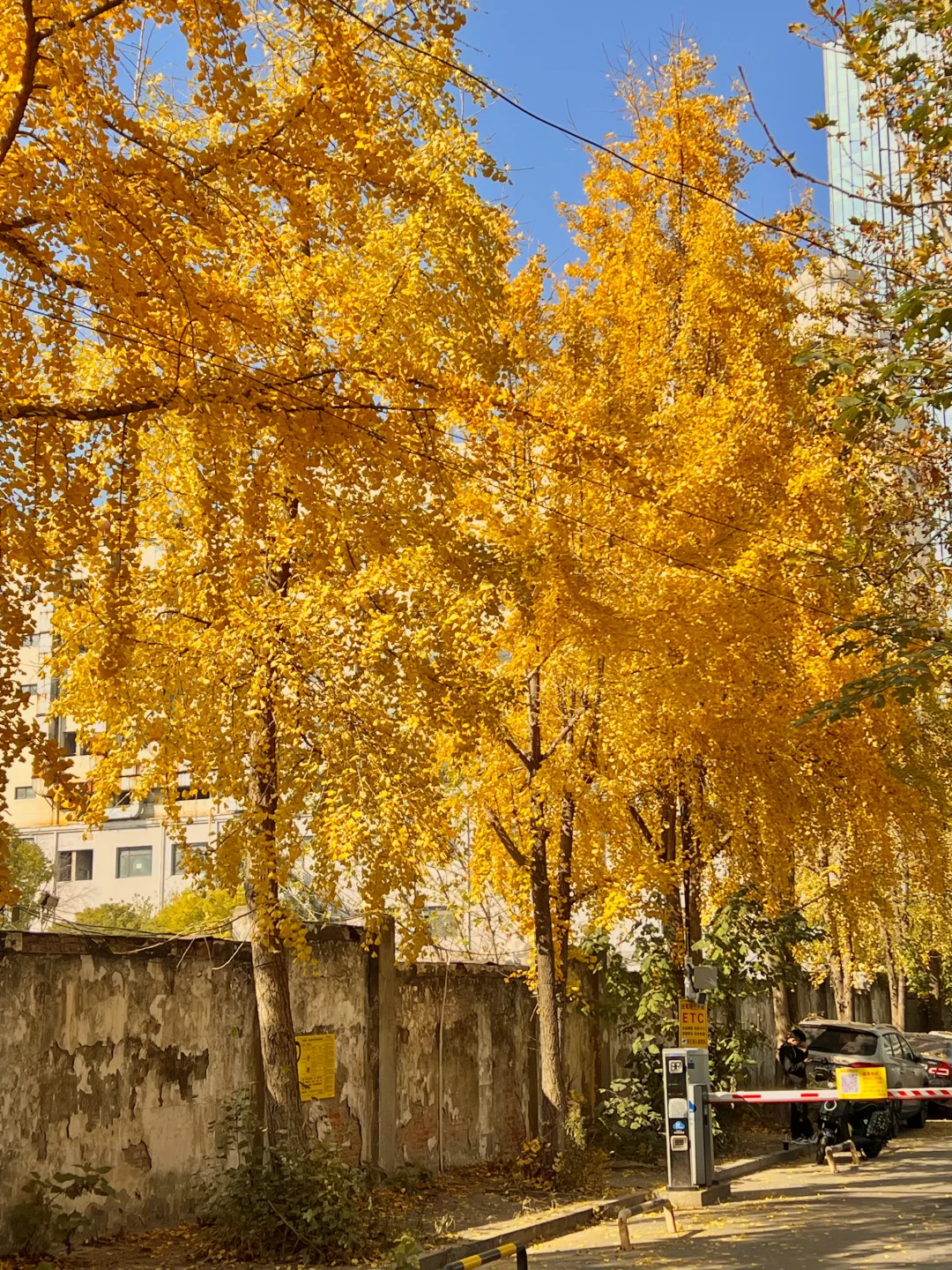 长沙！！老舍笔下的秋！！！