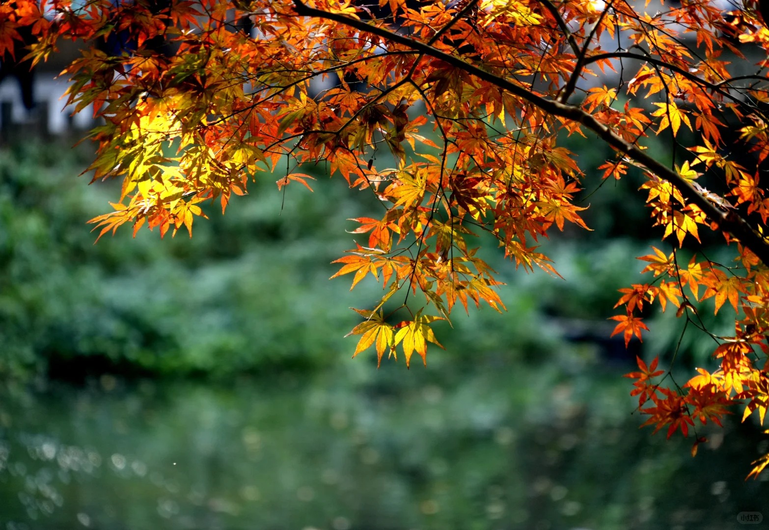 岳麓山｜枫叶季来了！来看长沙的秋日油画