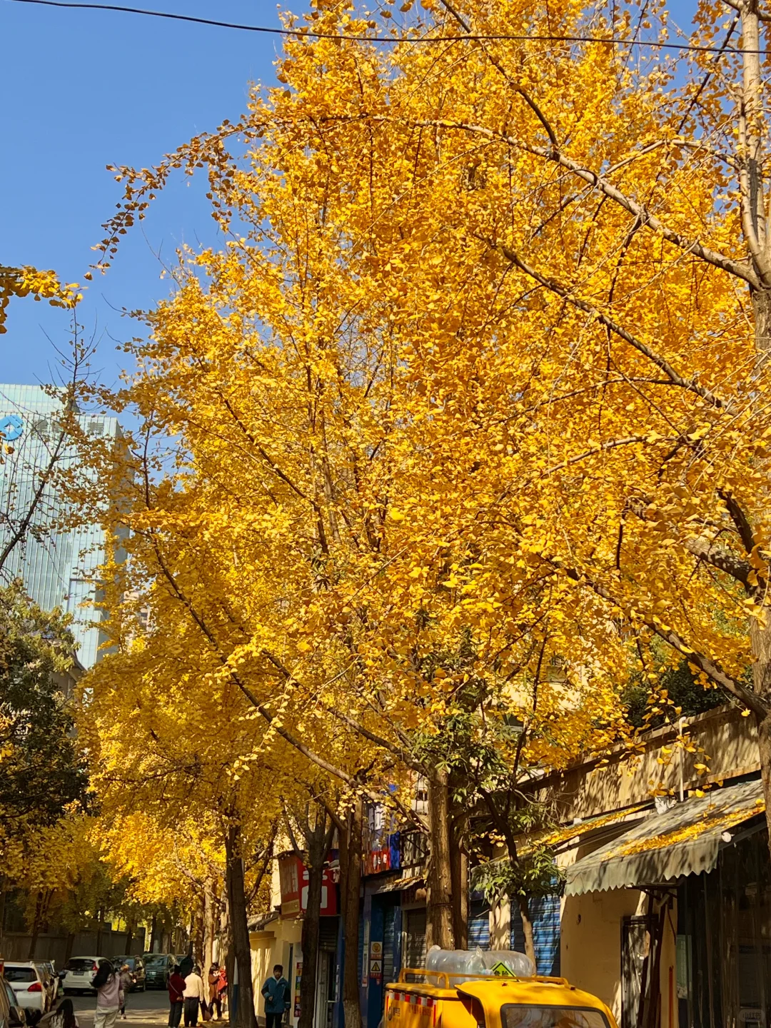 长沙！！老舍笔下的秋！！！