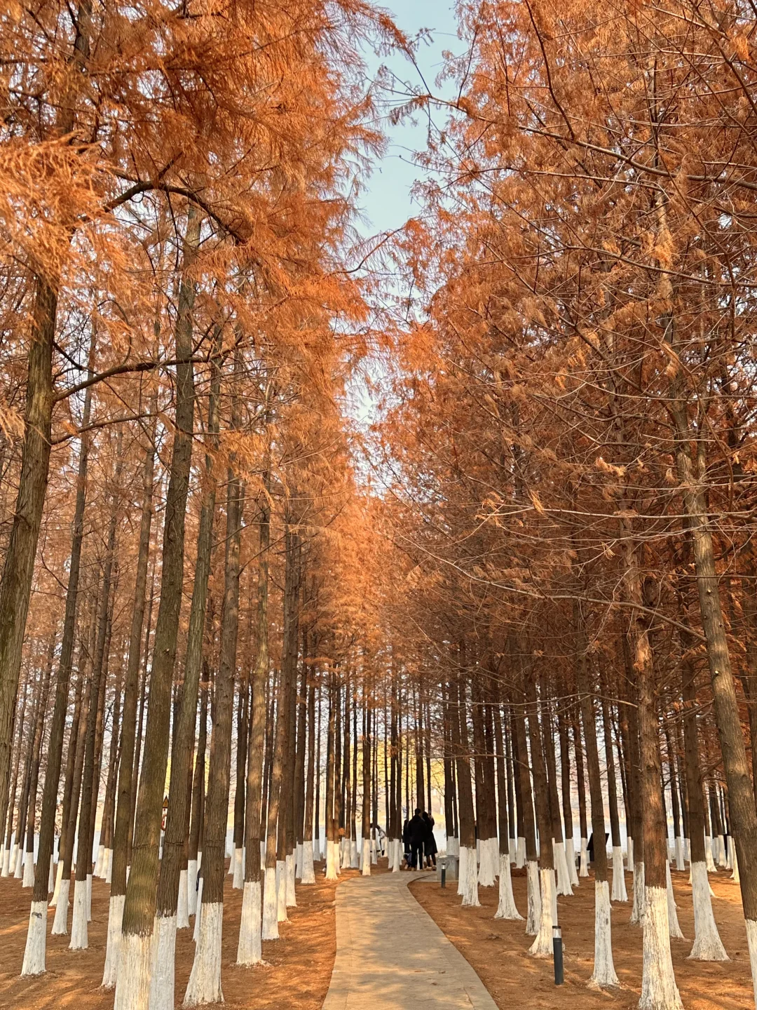 接下来的长沙，比想象中的还要美（附打卡攻略