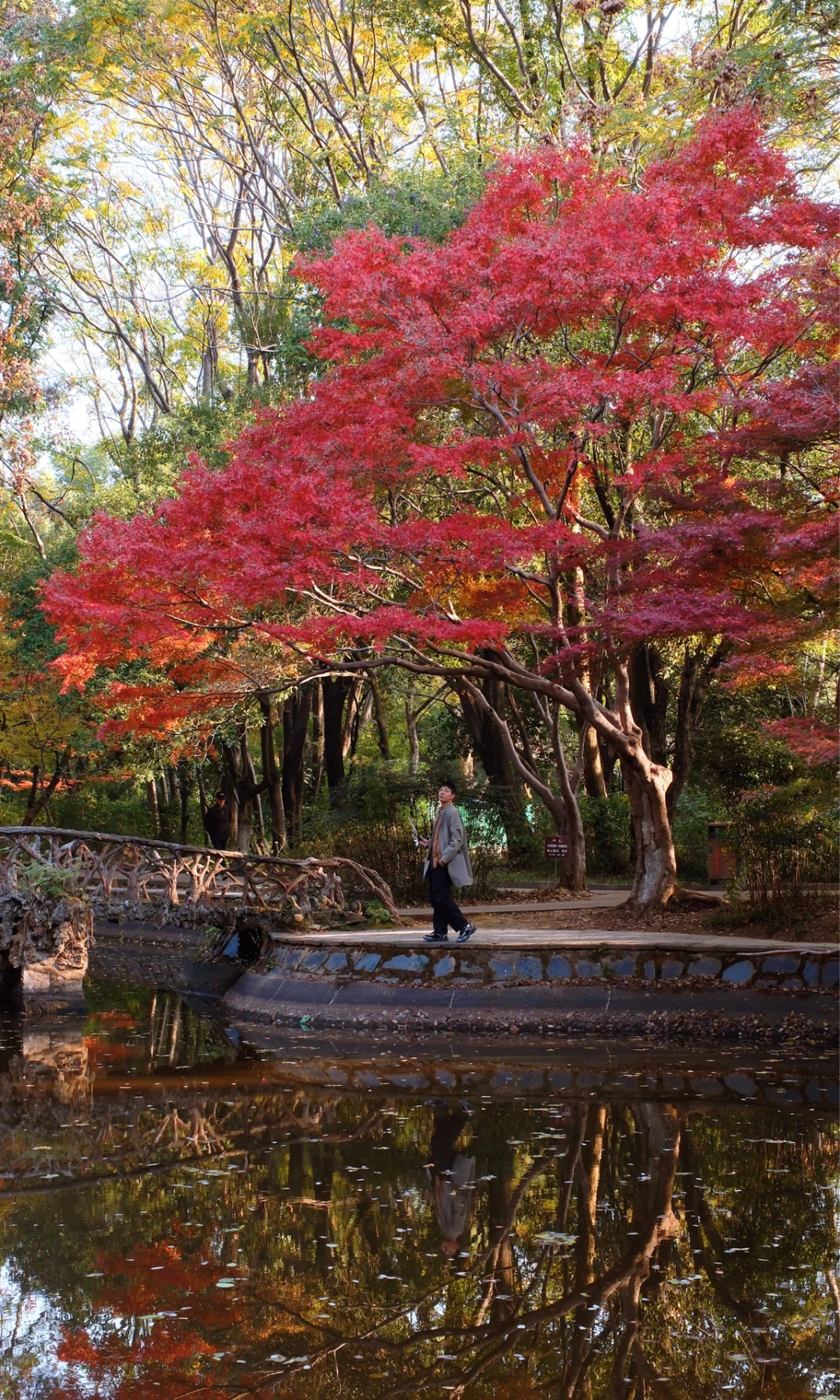 别挤爱晚亭！长沙这里的红枫即将美到封神😭