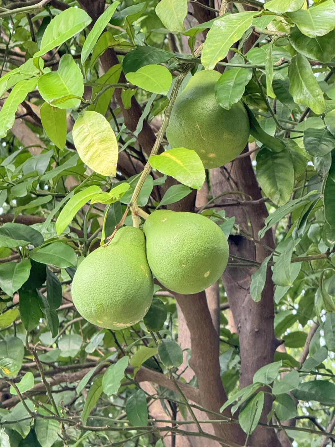 长沙已回！🍊橘子洲避坑指南