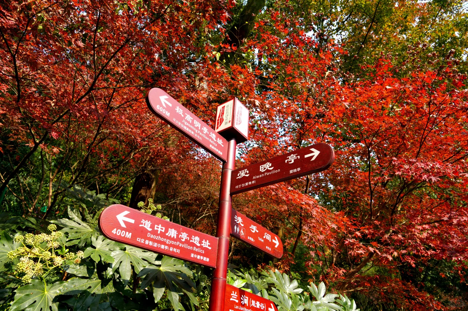 岳麓山｜枫叶季来了！来看长沙的秋日油画