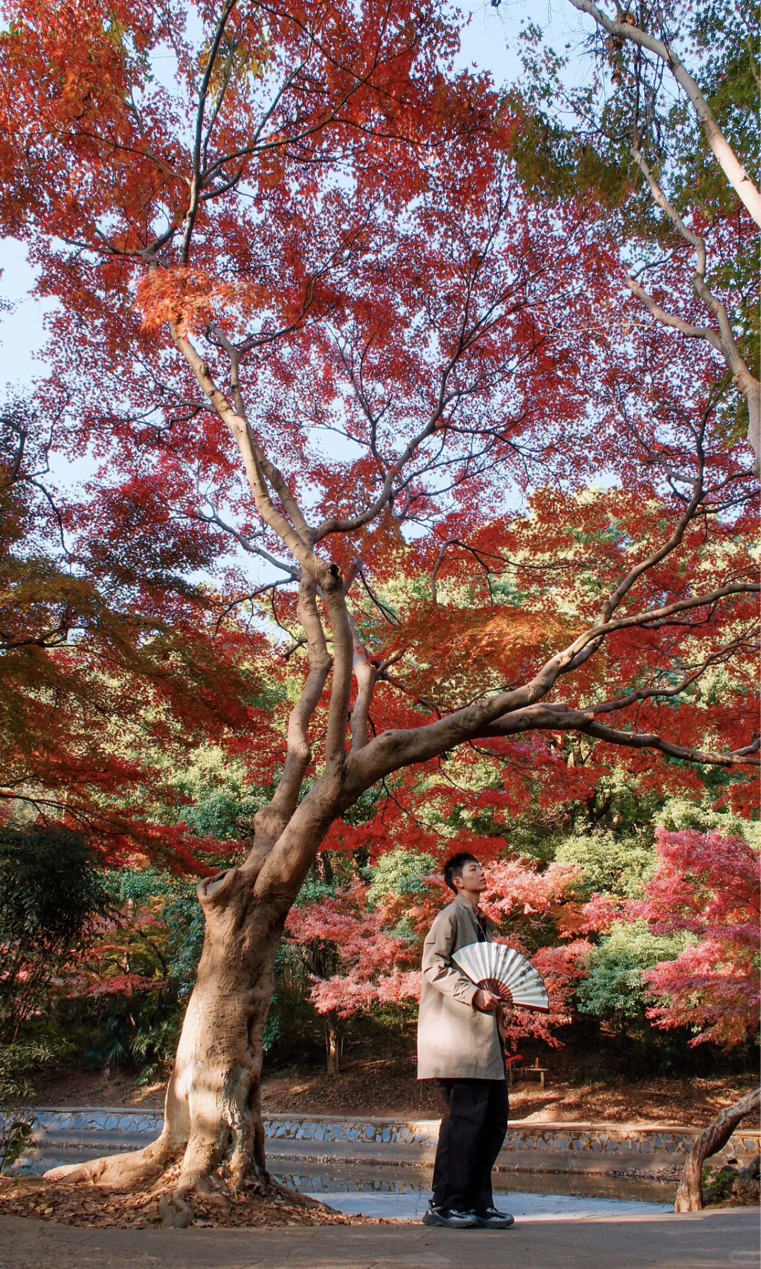 别挤爱晚亭！长沙这里的红枫即将美到封神😭