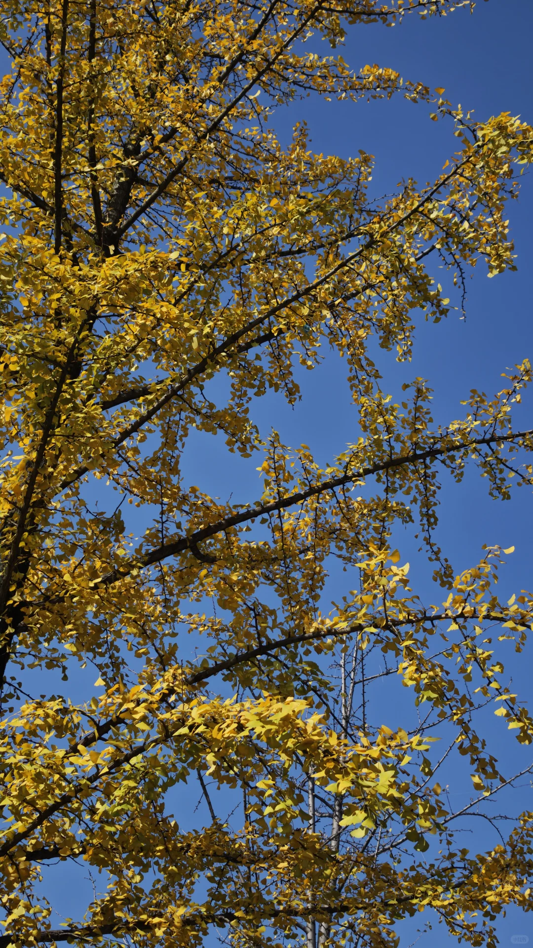 长沙11.14实况，公园的银杏鲨疯了！！