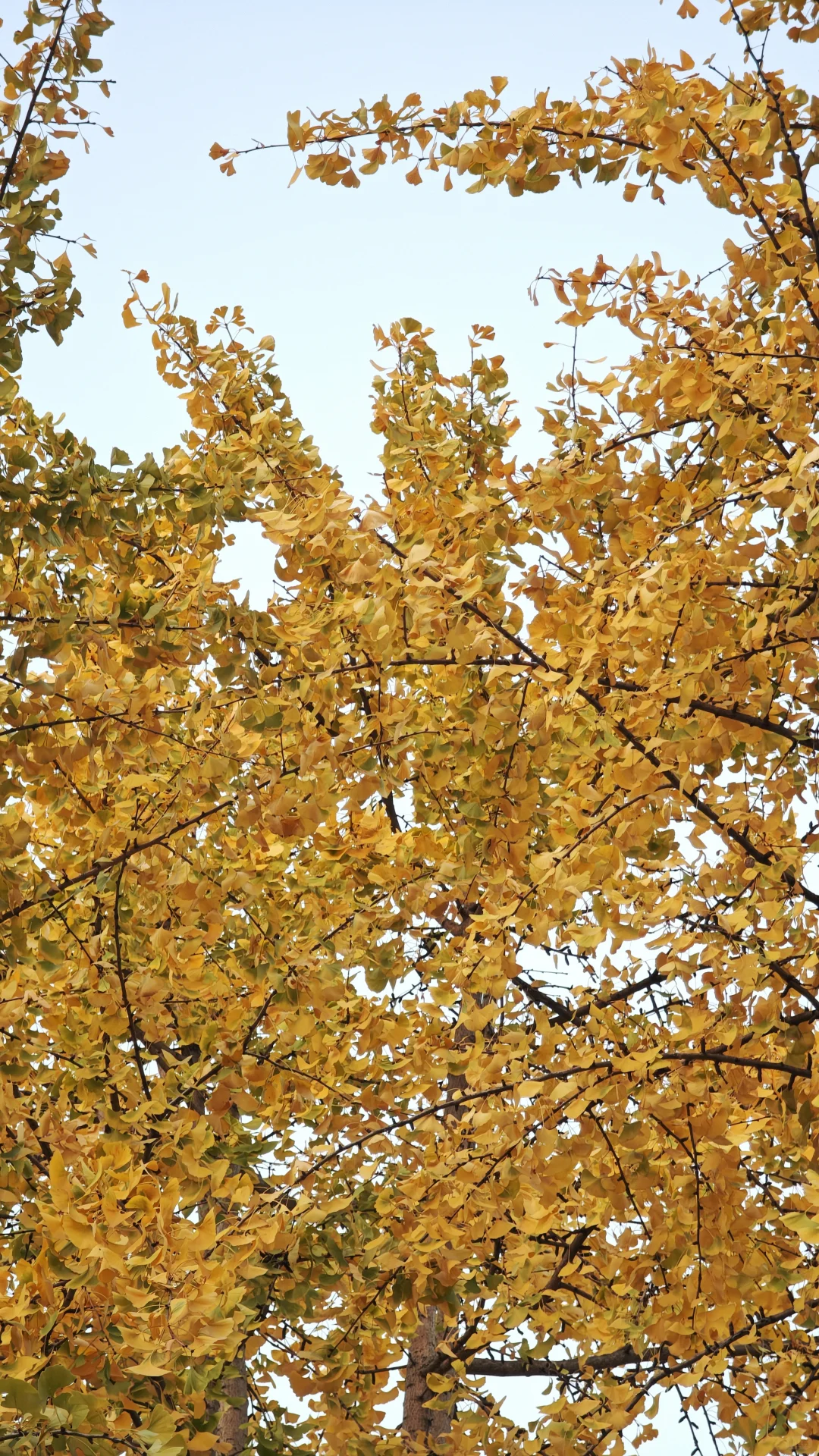 长沙11.14实况，公园的银杏鲨疯了！！