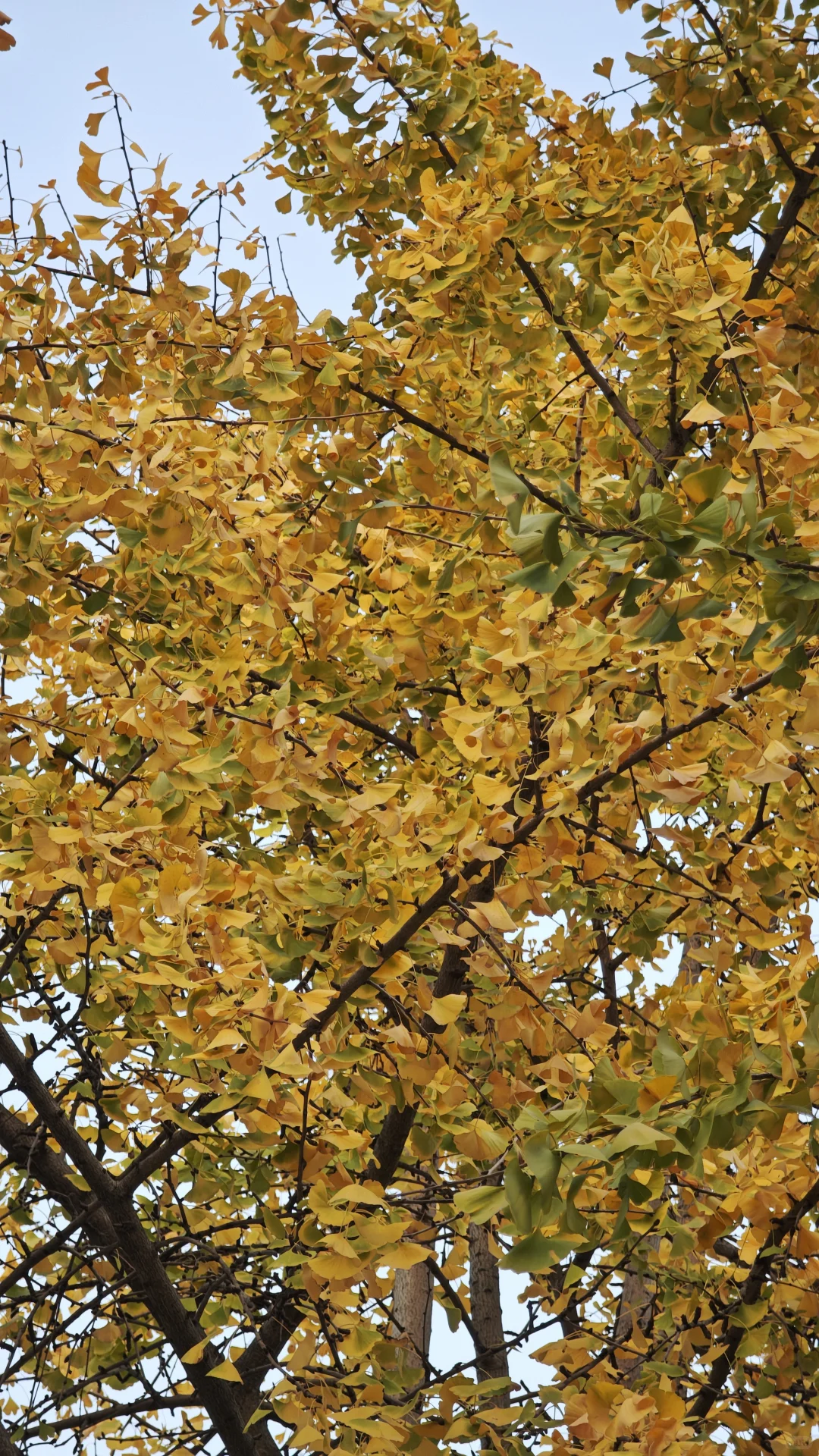 长沙11.14实况，公园的银杏鲨疯了！！