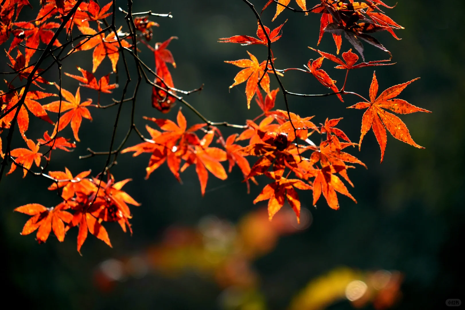 岳麓山｜枫叶季来了！来看长沙的秋日油画