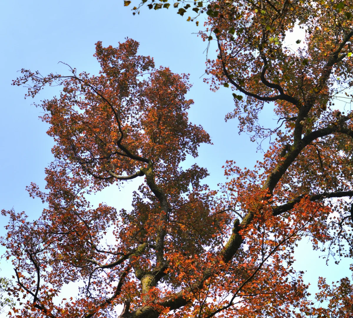岳麓山｜枫叶季来了！来看长沙的秋日油画