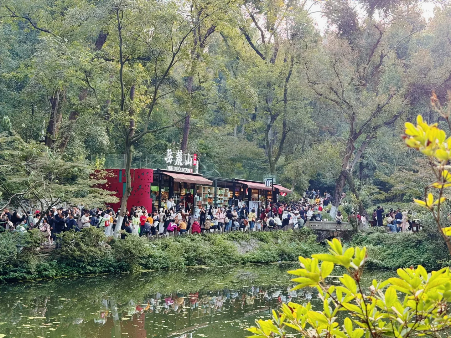 今天的岳麓山爱晚亭人山人海