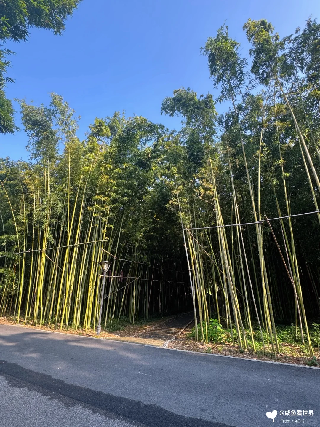 📍橘子洲｜长沙文化名片🍊