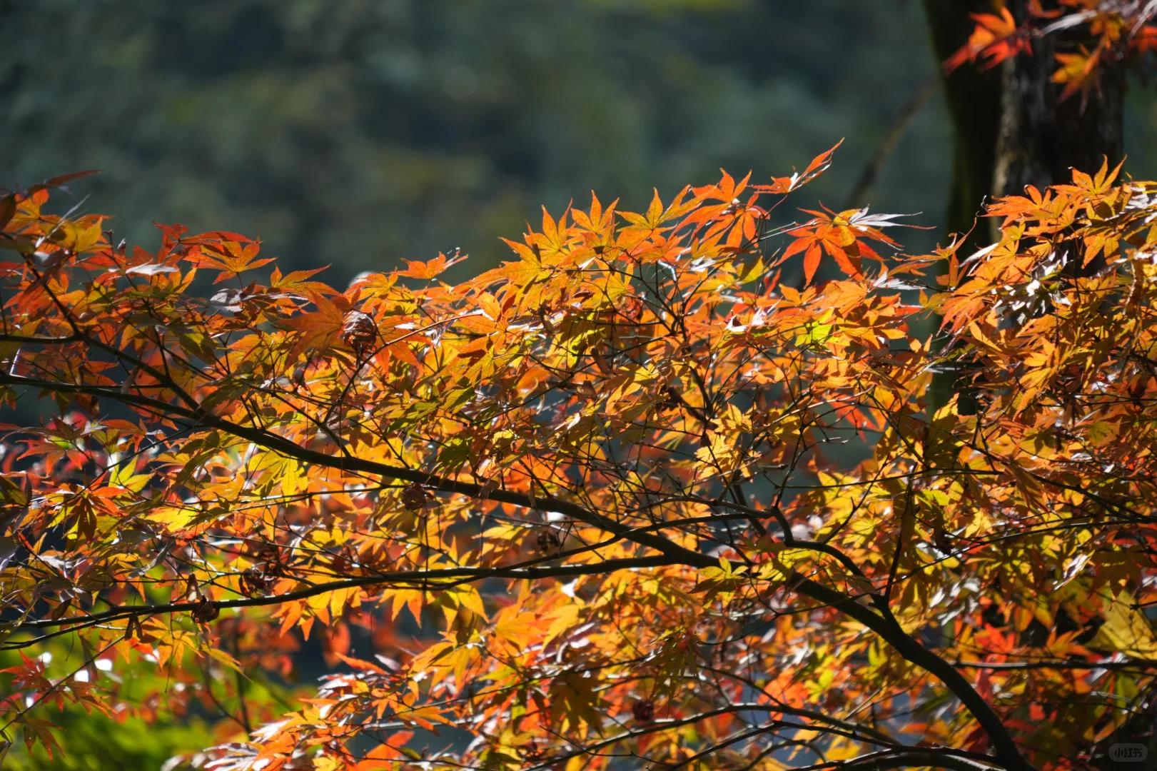 岳麓山｜枫叶季来了！来看长沙的秋日油画
