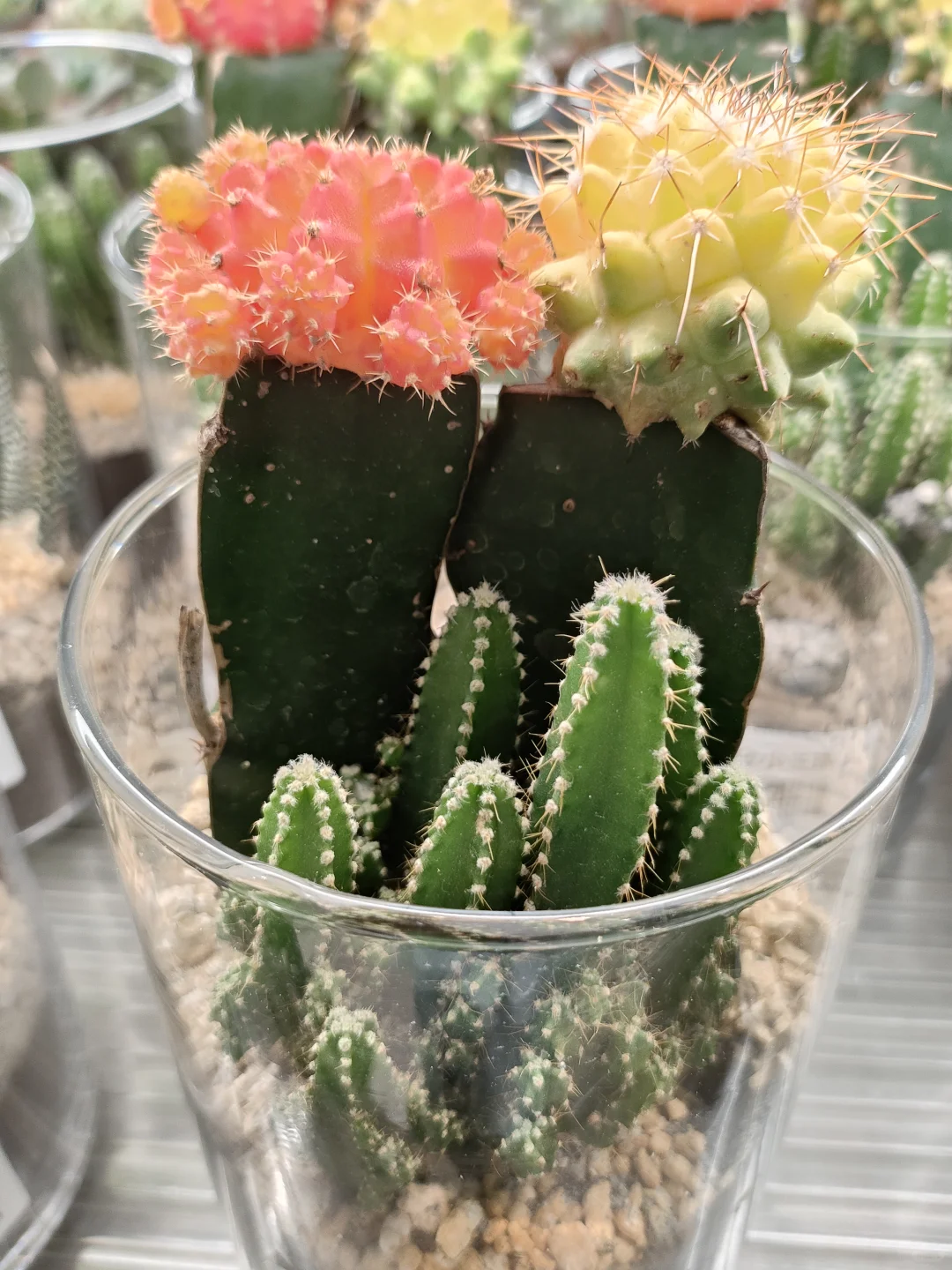 我们来交换游客照