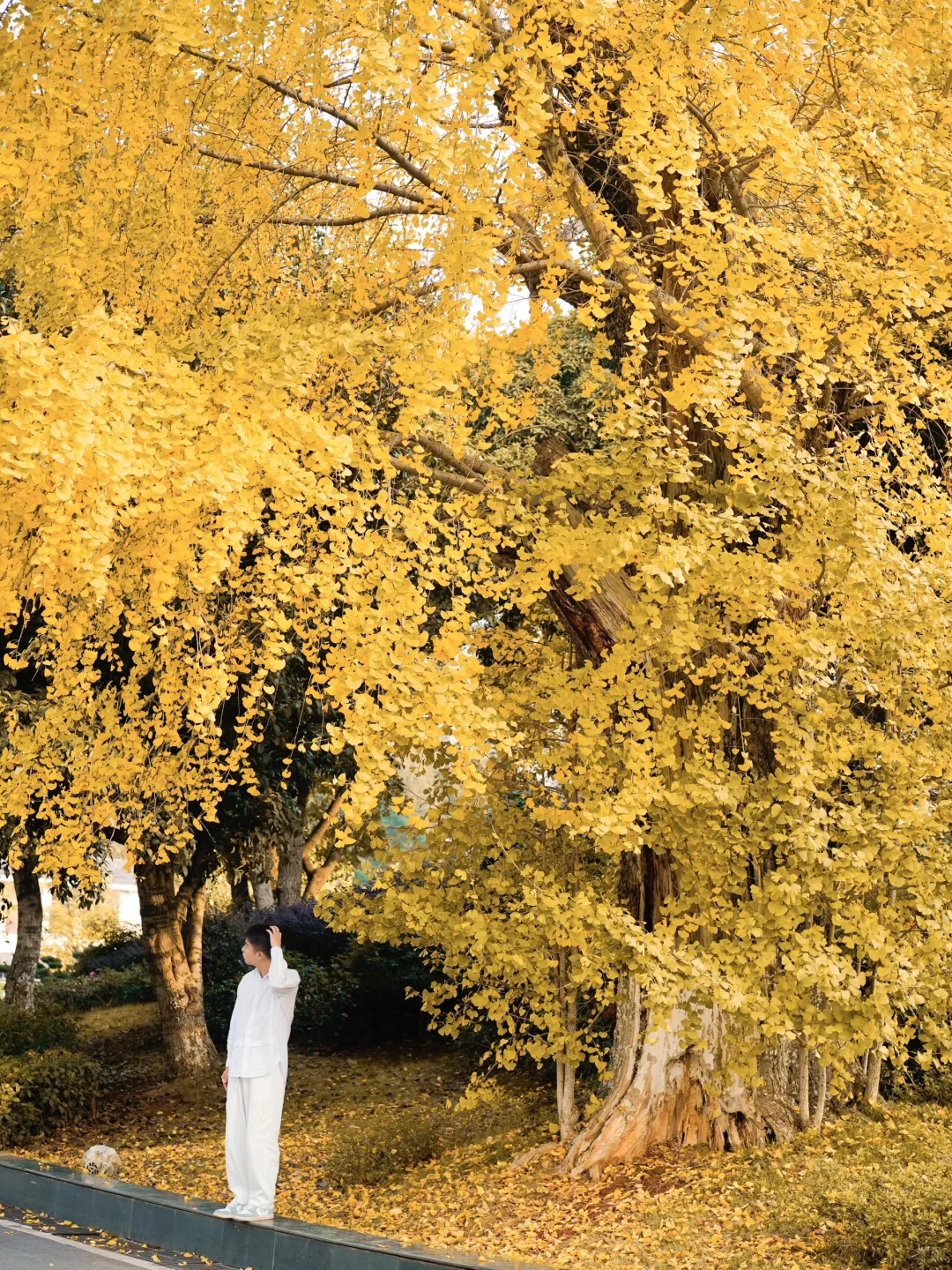 接下来的长沙🍂将迎来属于它的秋日高光时刻