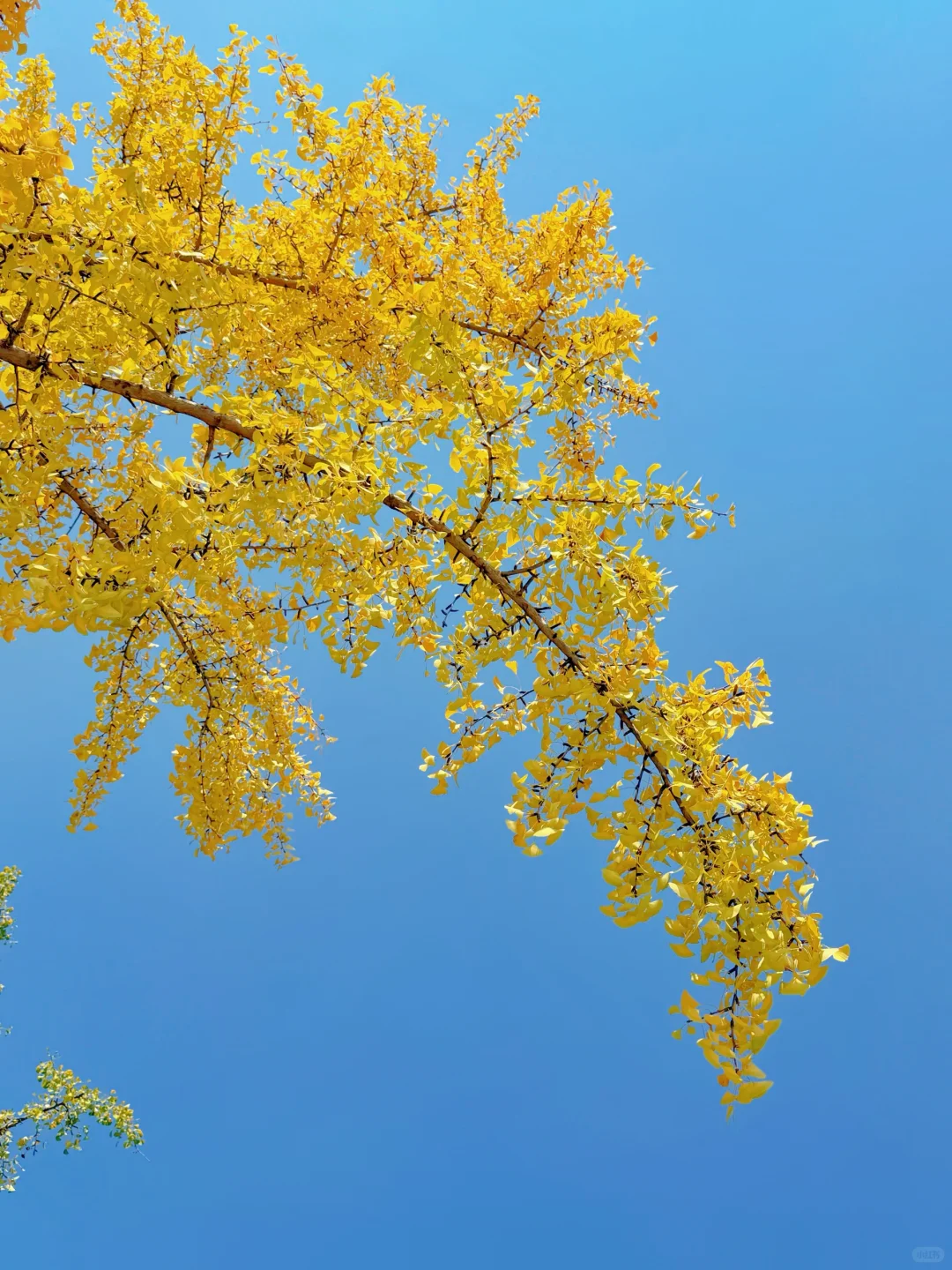 11.14实况！长沙的秋天简直美绝了～