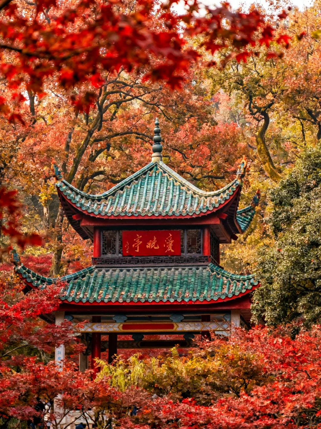 岳麓山的枫叶红了，长沙独有的秋天浪漫！