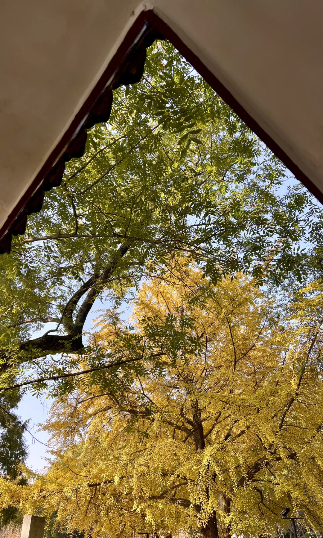 别挤爱晚亭！长沙这里的红枫即将美到封神😭