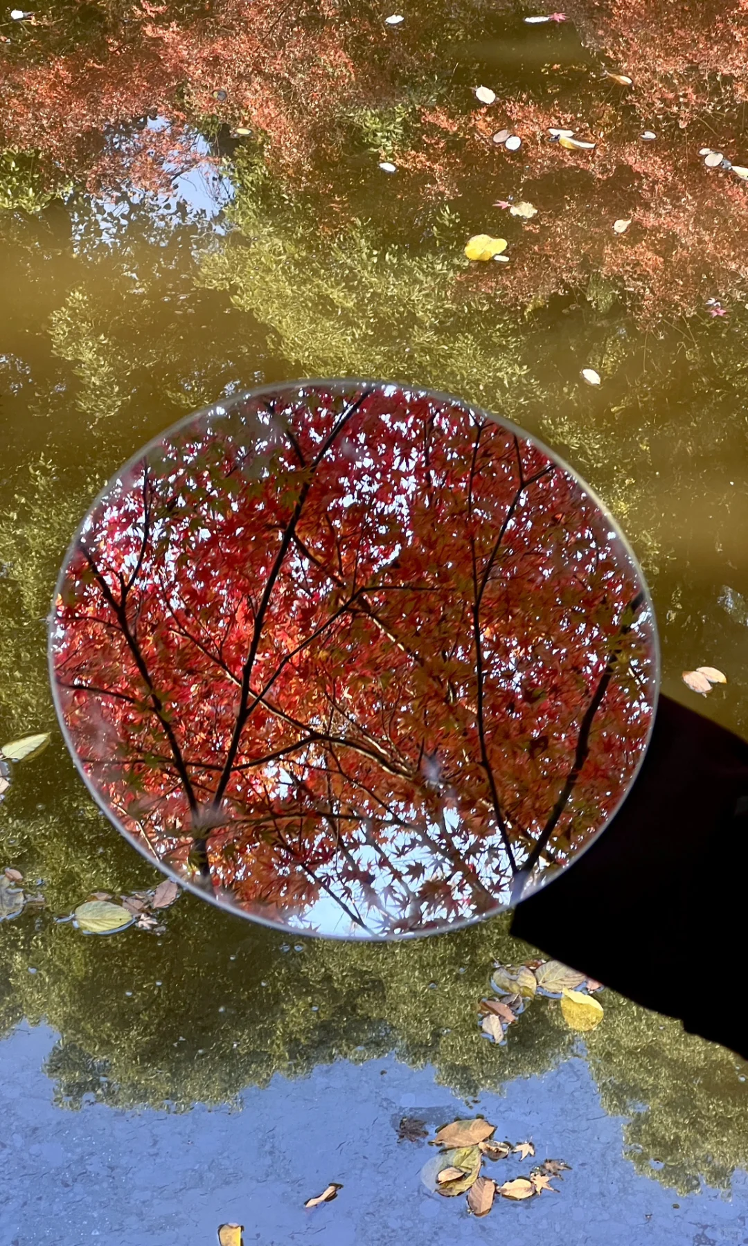 别挤爱晚亭！长沙这里的红枫即将美到封神😭