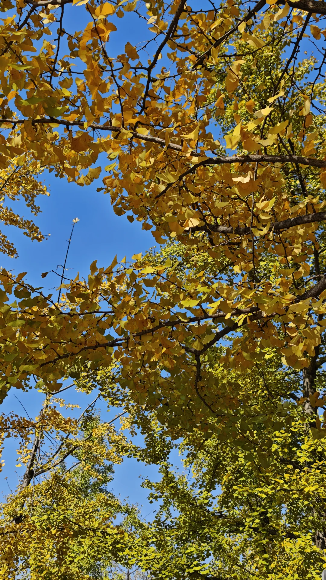 长沙11.14实况，公园的银杏鲨疯了！！