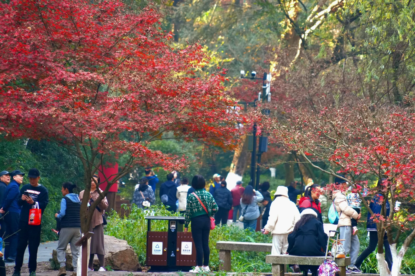 岳麓山｜枫叶季来了！来看长沙的秋日油画