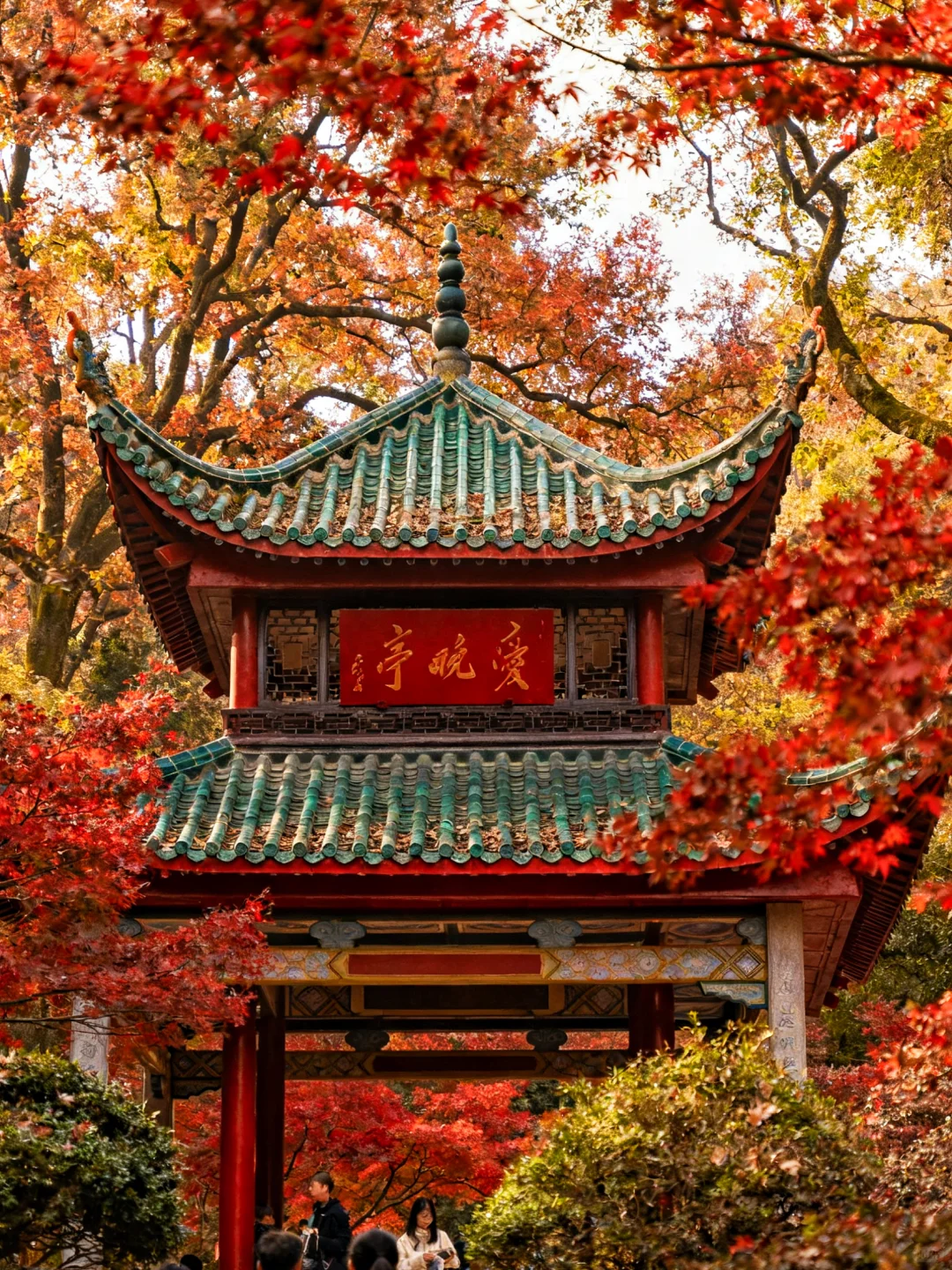 岳麓山的枫叶红了，长沙独有的秋天浪漫！