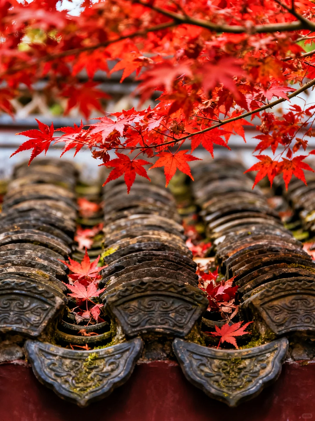 岳麓山的枫叶红了，长沙独有的秋天浪漫！