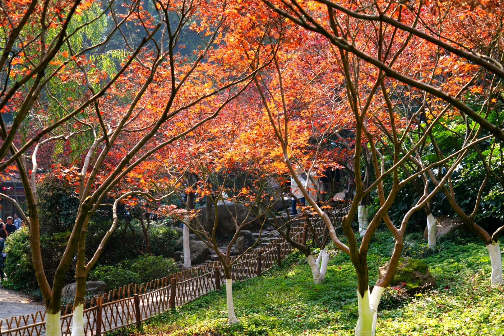 岳麓山｜枫叶季来了！来看长沙的秋日油画