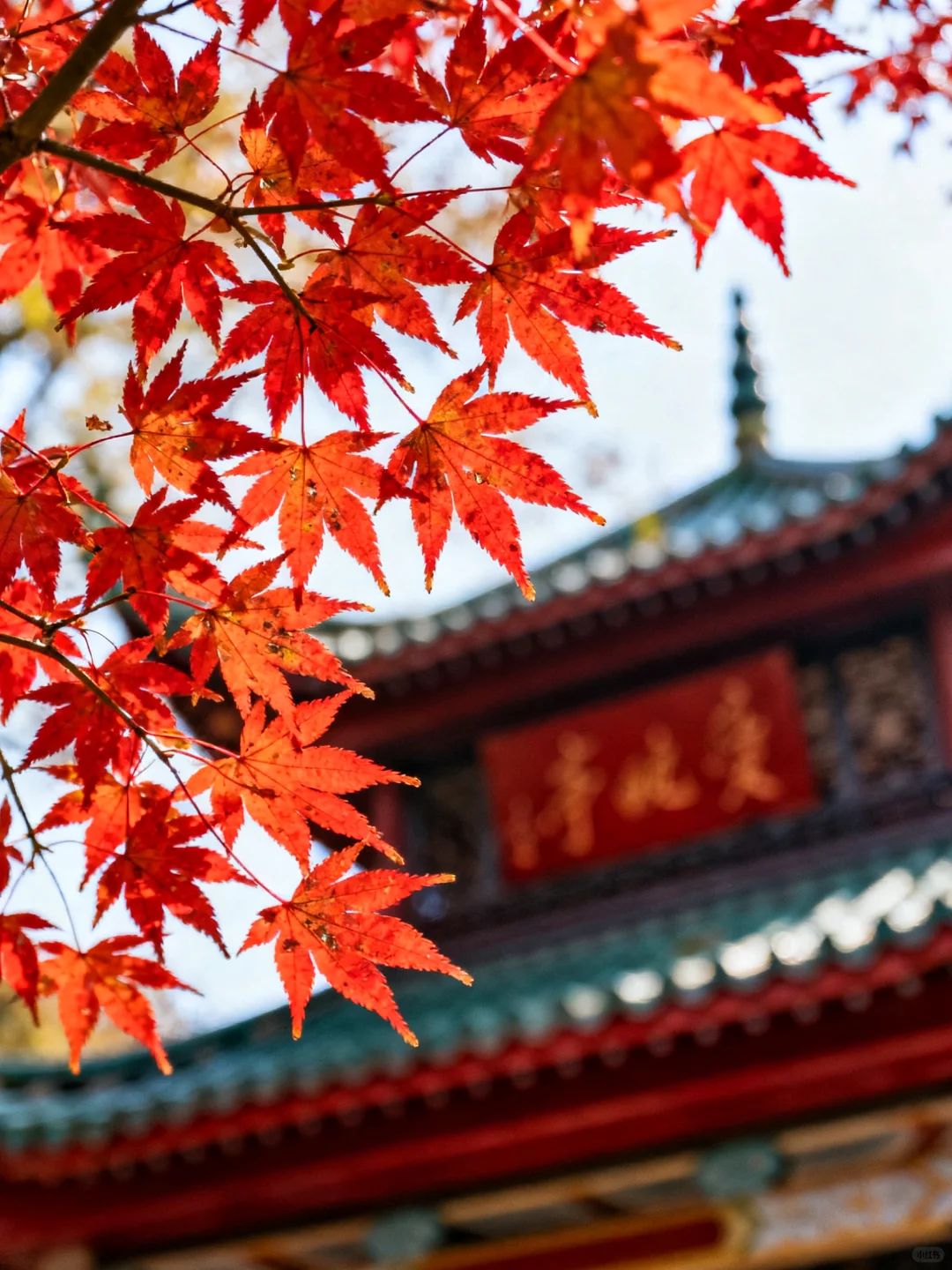 岳麓山的枫叶红了，长沙独有的秋天浪漫！