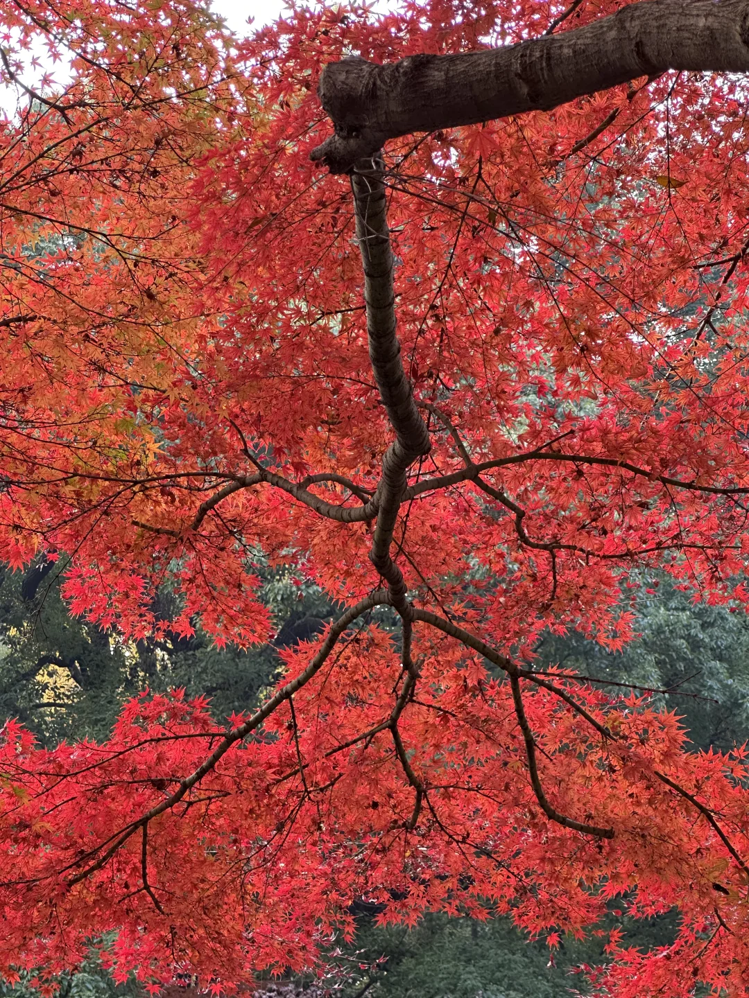 接下来的长沙，比想象中的还要美（附打卡攻略